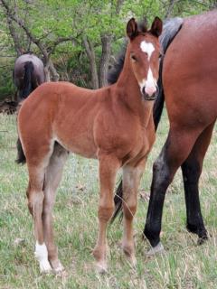 Top Gun Hawthorn JW<BR>AQHA PENDING